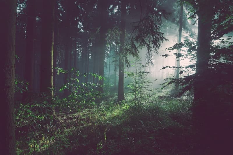 National Forests