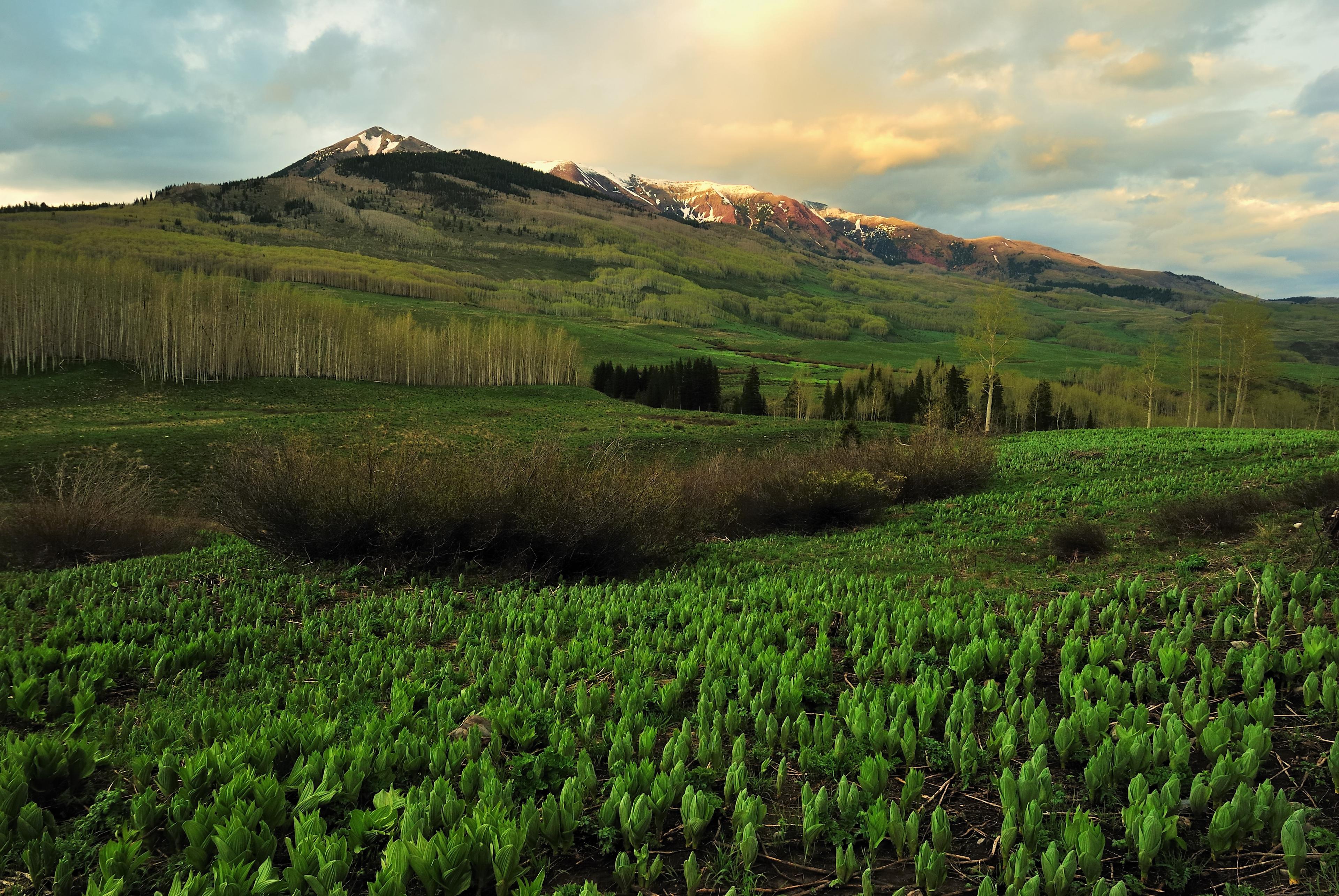 Gunnison National Forest
