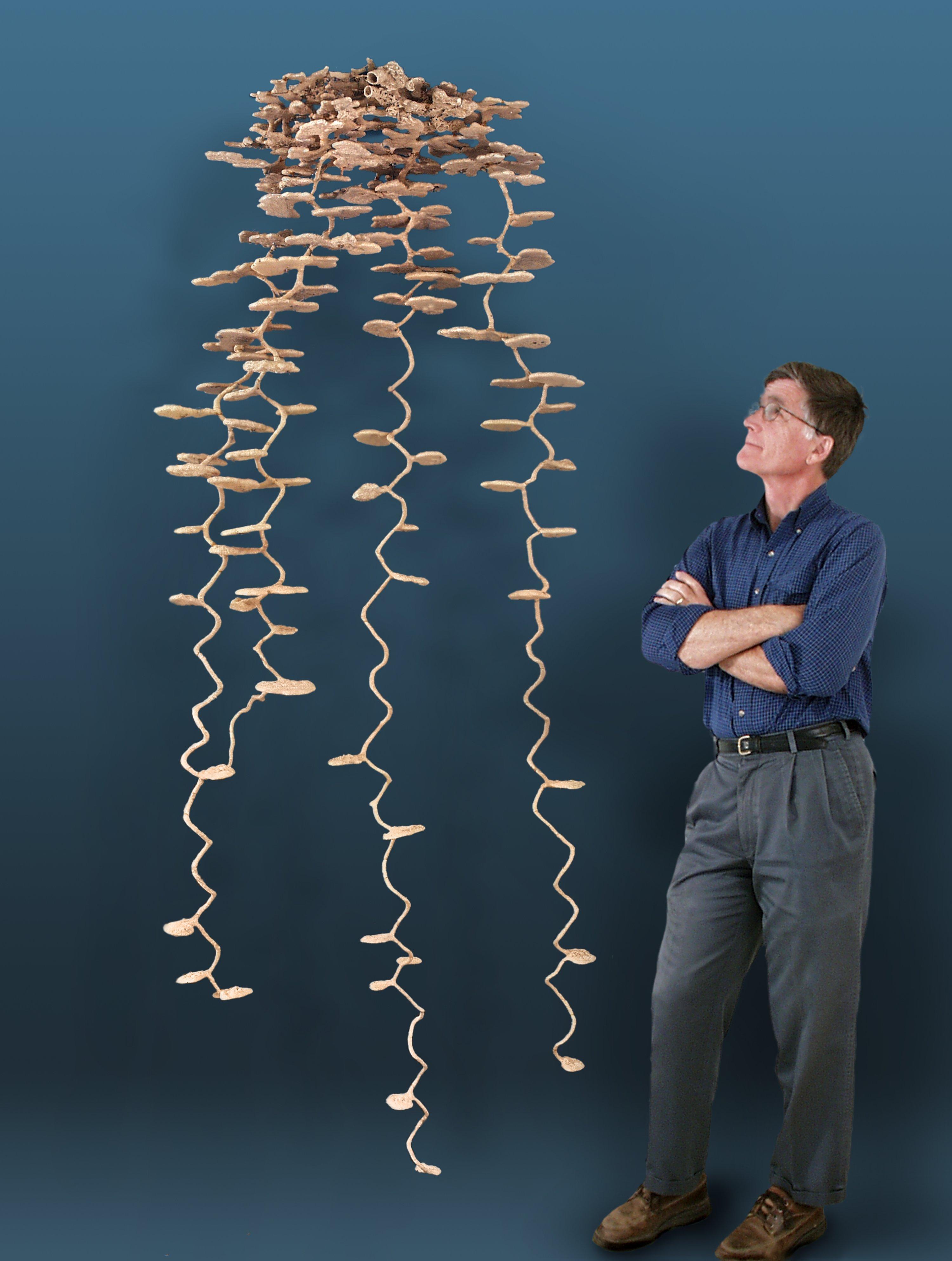 Ant Hills