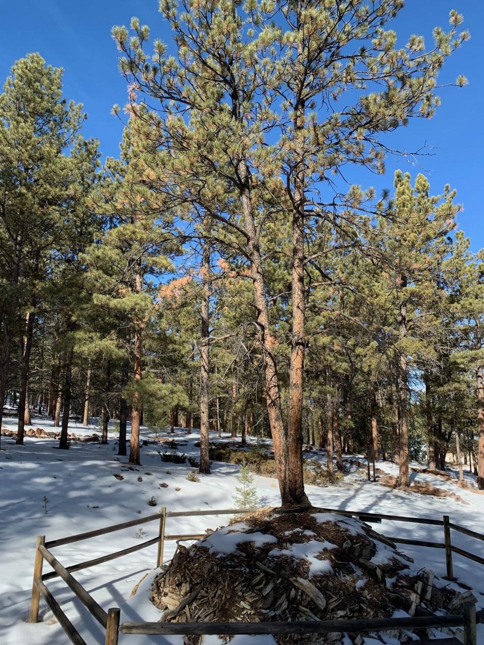Hiking the Ponderosa Loop Trail