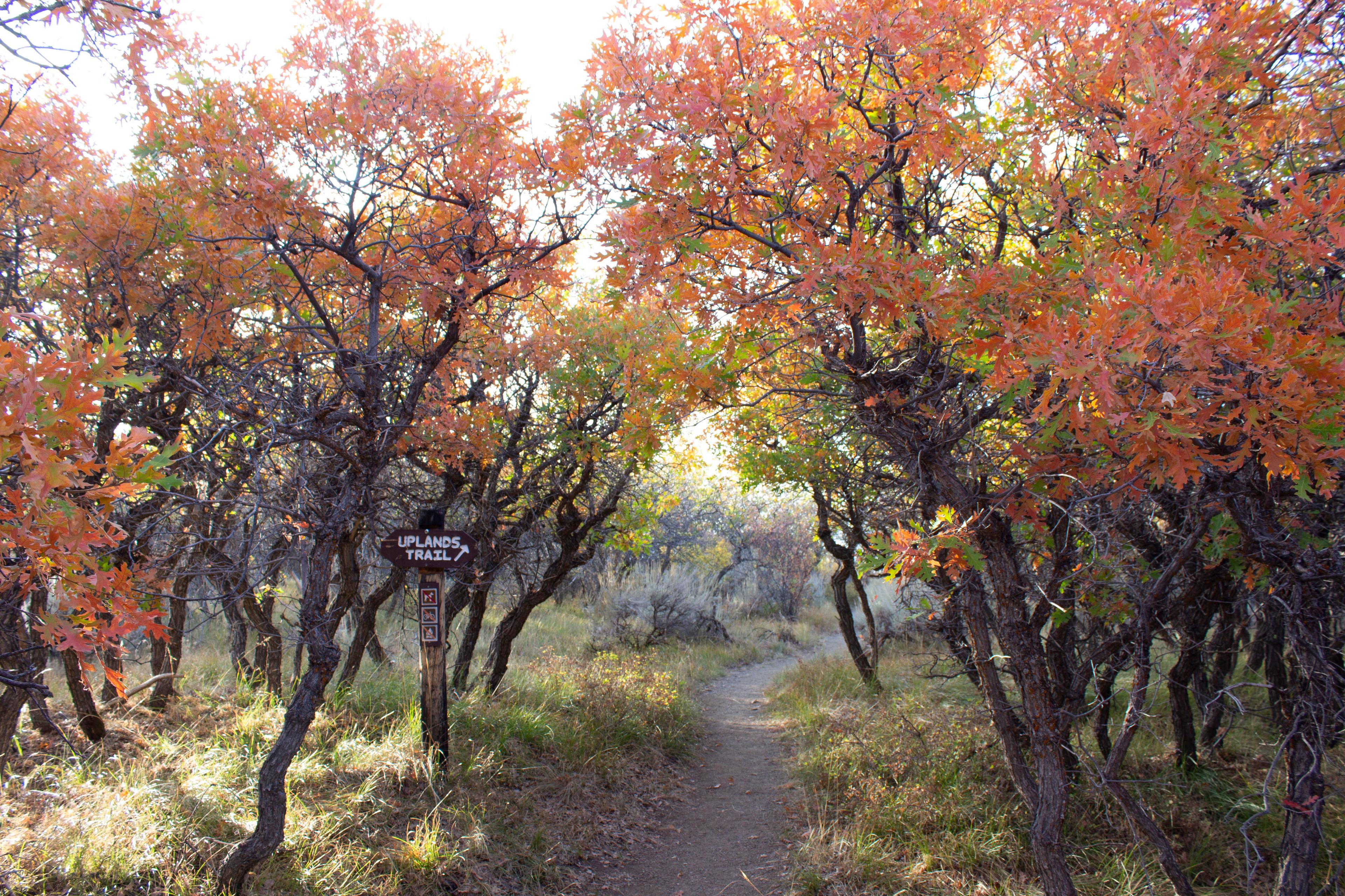Hike Uplands Trail - South Rim