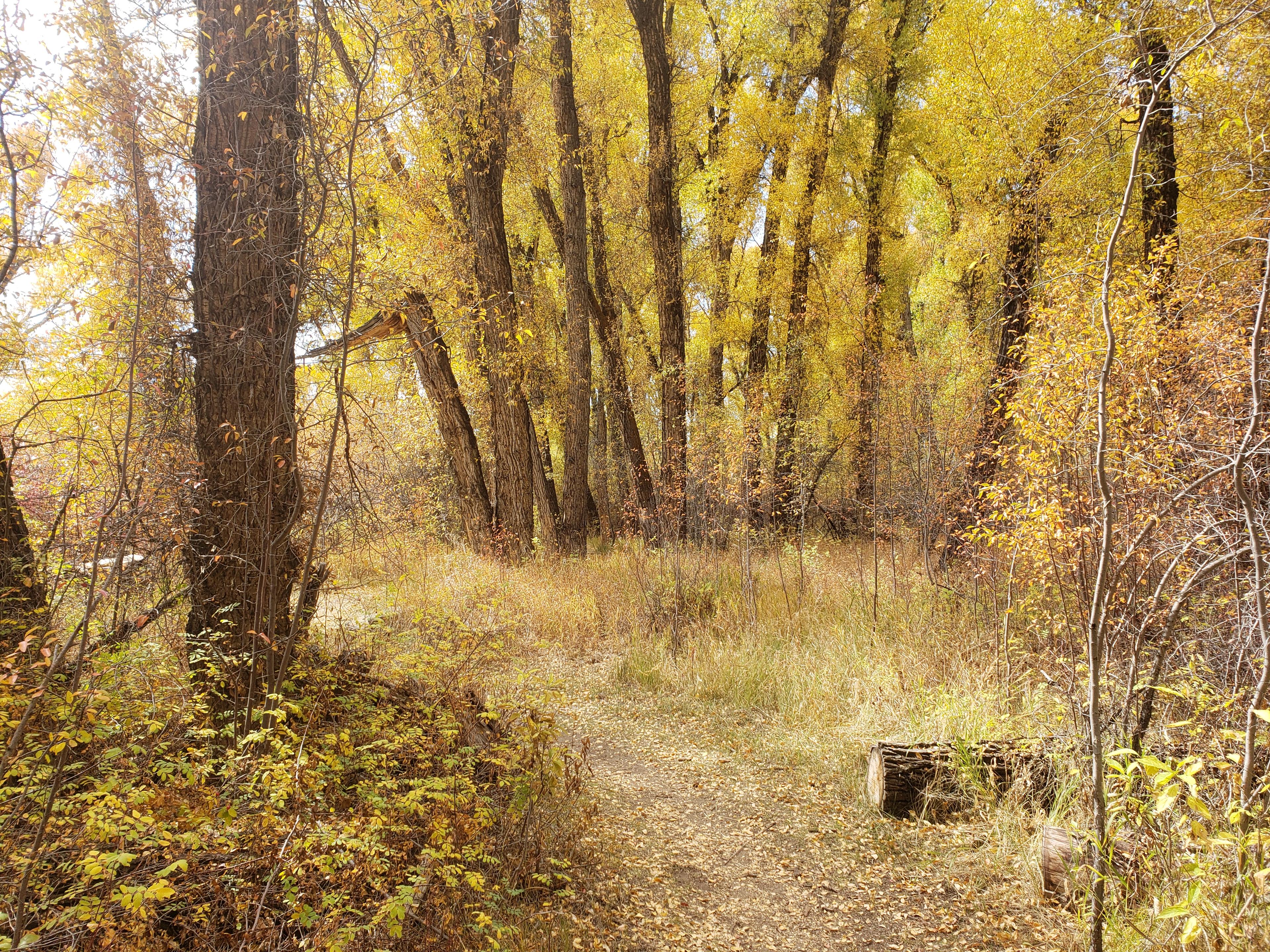 Hike Neversink Trail