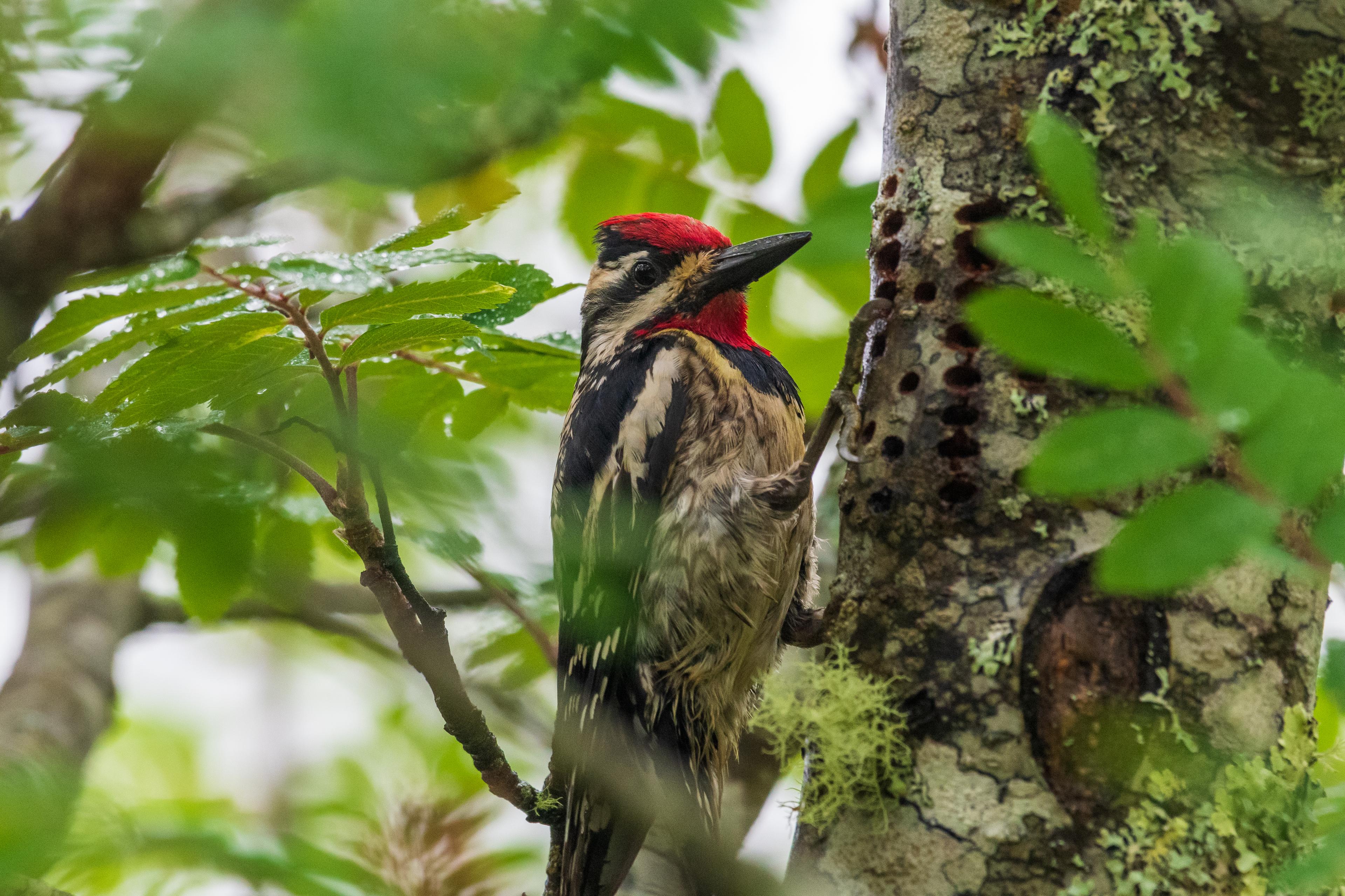 Birdwatching on the California Trail