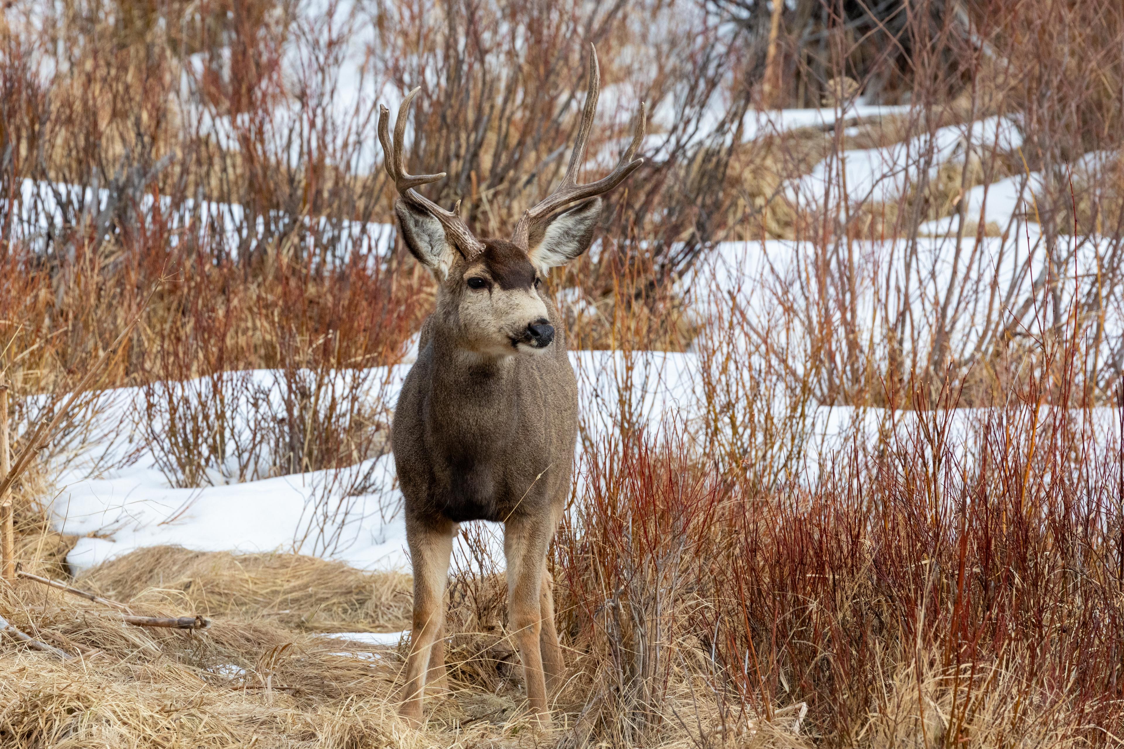 Wildlife Viewing in RMNP
