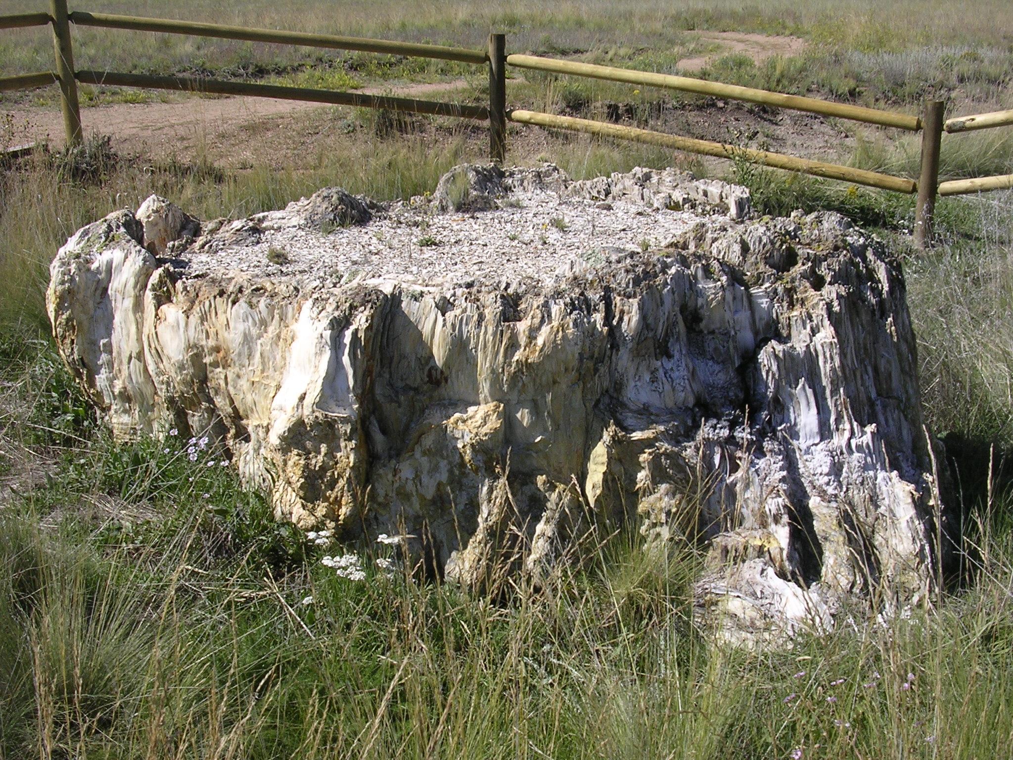 Hiking the Petrified Forest Loop